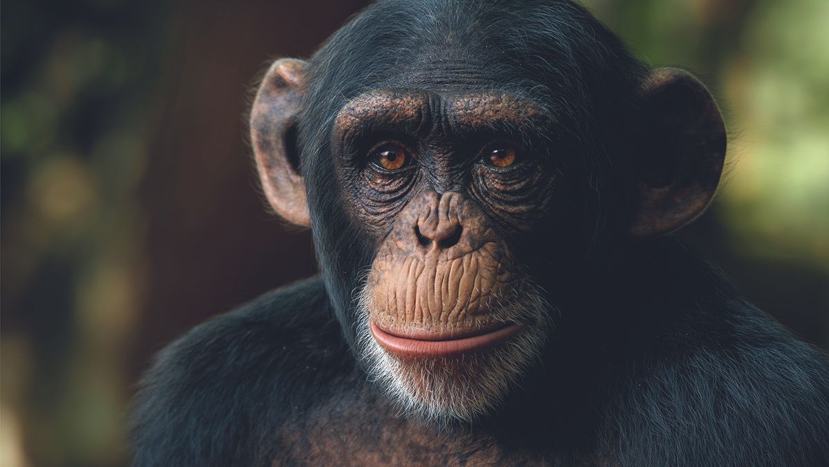 Escultura 3D realista de chimpanzé adolescente