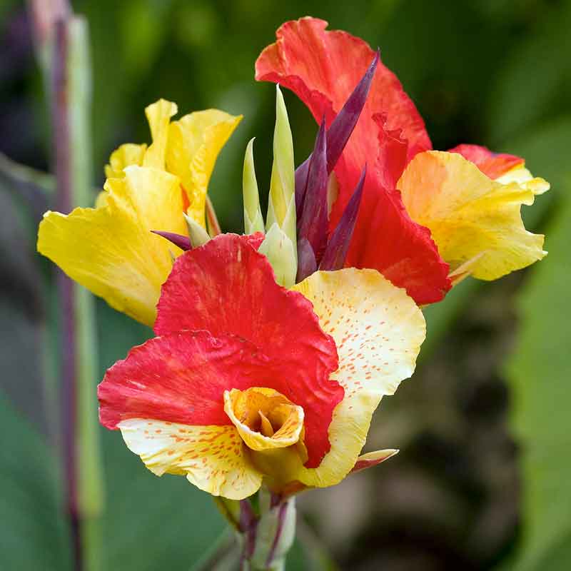 Canna Lily Bulbs - Cleopatra
