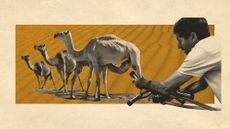 Photo collage of several camels standing on top of a desert dune in a row. The frontmost camel is nursing a baby camel, and from out of the frame, a man in a white t-shirt with a milking machine in hand approaches.