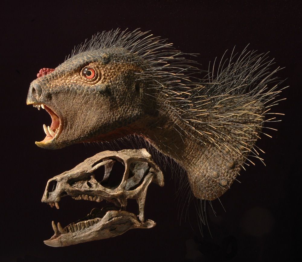 Heterodontosaurus model and skull