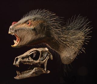 Heterodontosaurus model and skull