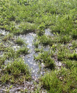 A close up of waterlogged grass