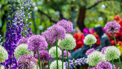 A selection of purple allium blooms growing in a garden