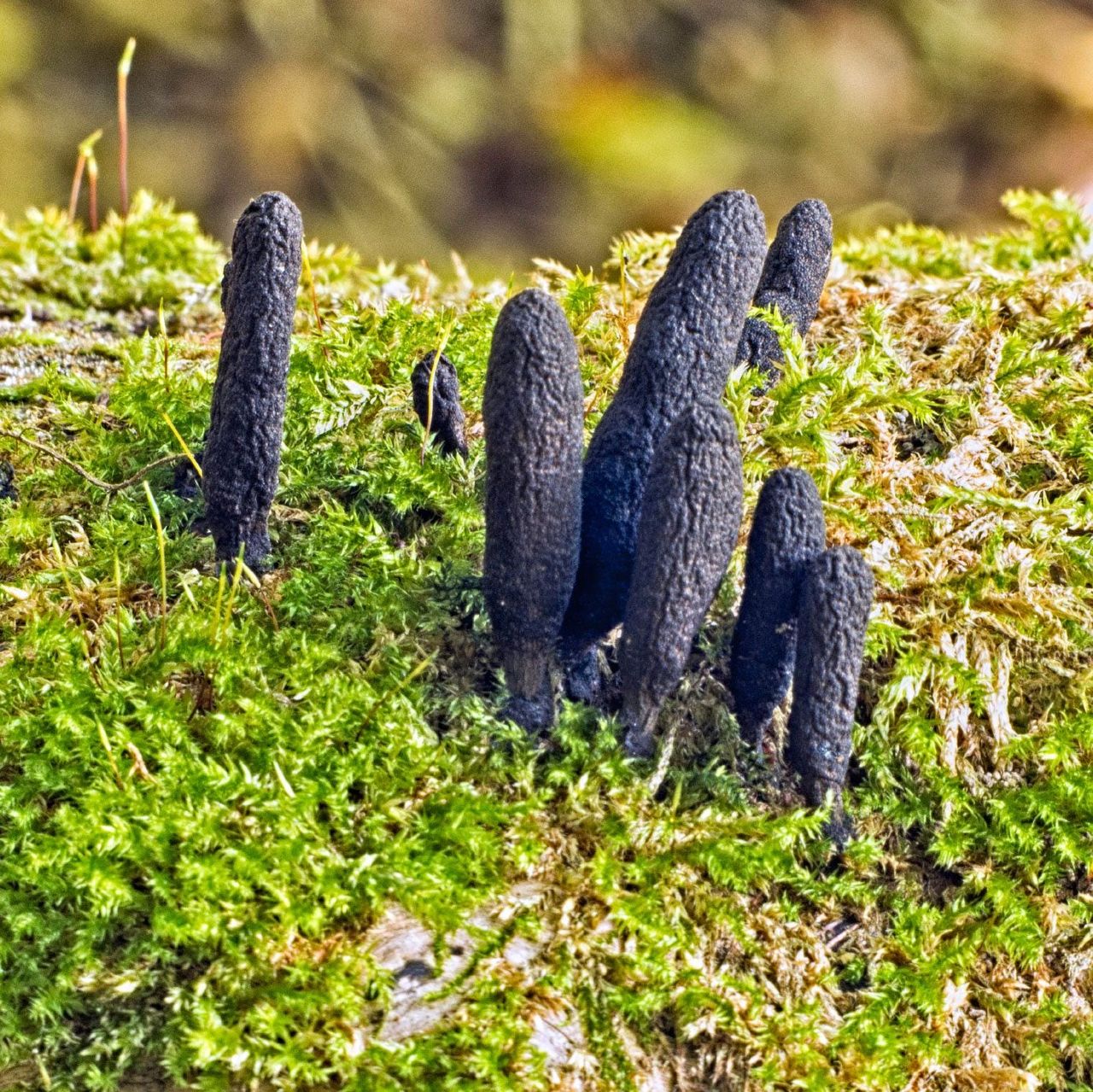 Dead Man&amp;#39;s Finger Fungus