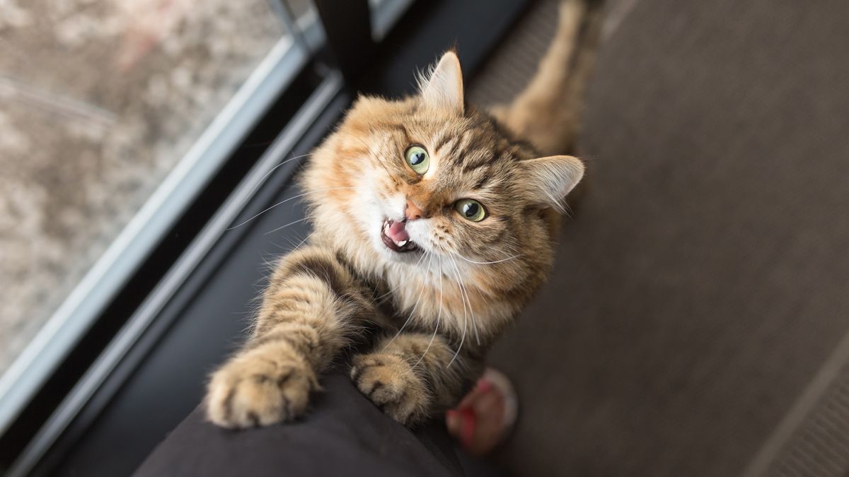 Cat climbing owner&#039;s leg