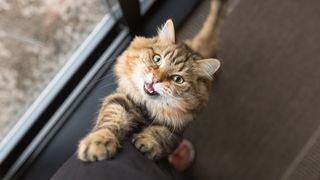 Cat climbing owner's leg