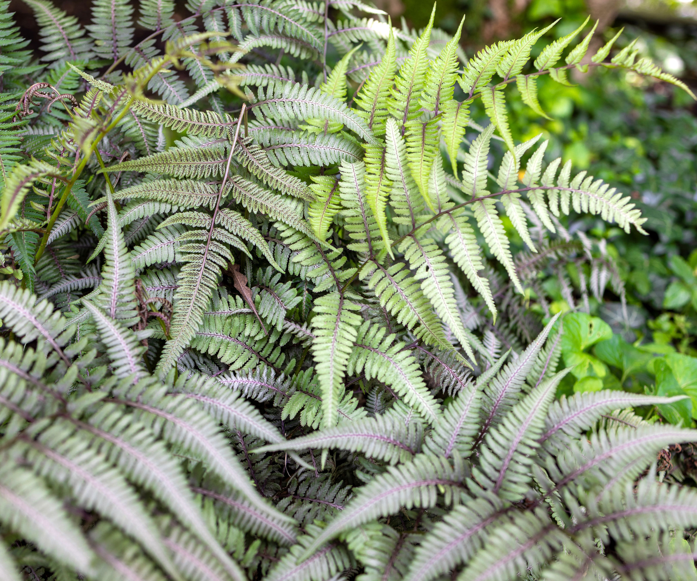 Japanese painted fern with silver and green leaves
