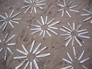 dry seashells of razor clams, arranged in flower patterns along the beach