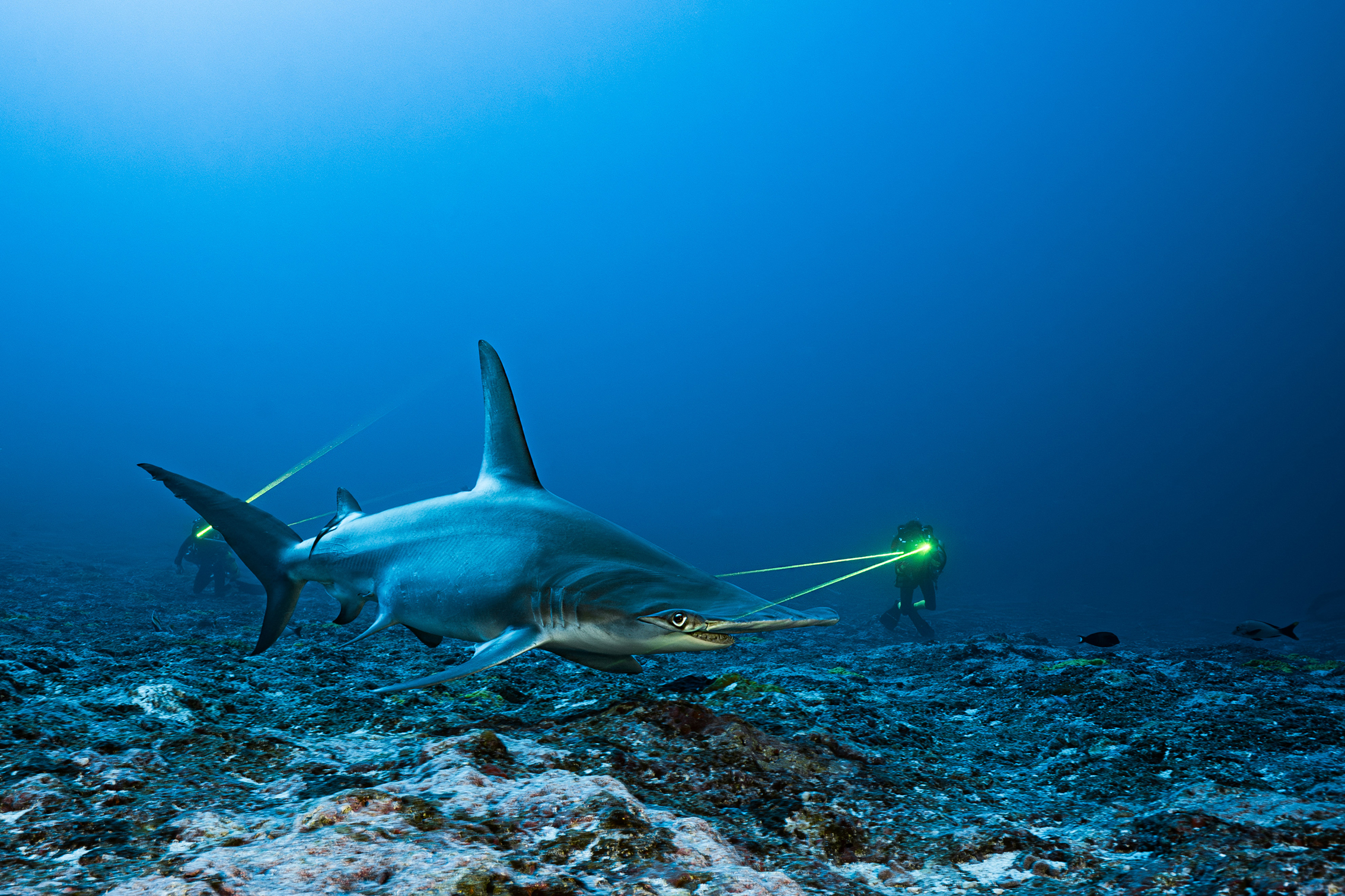 A large gray shark glides over a rocky seafloor as a scuba diver shines green lights nearby, creating a dramatic underwater scene