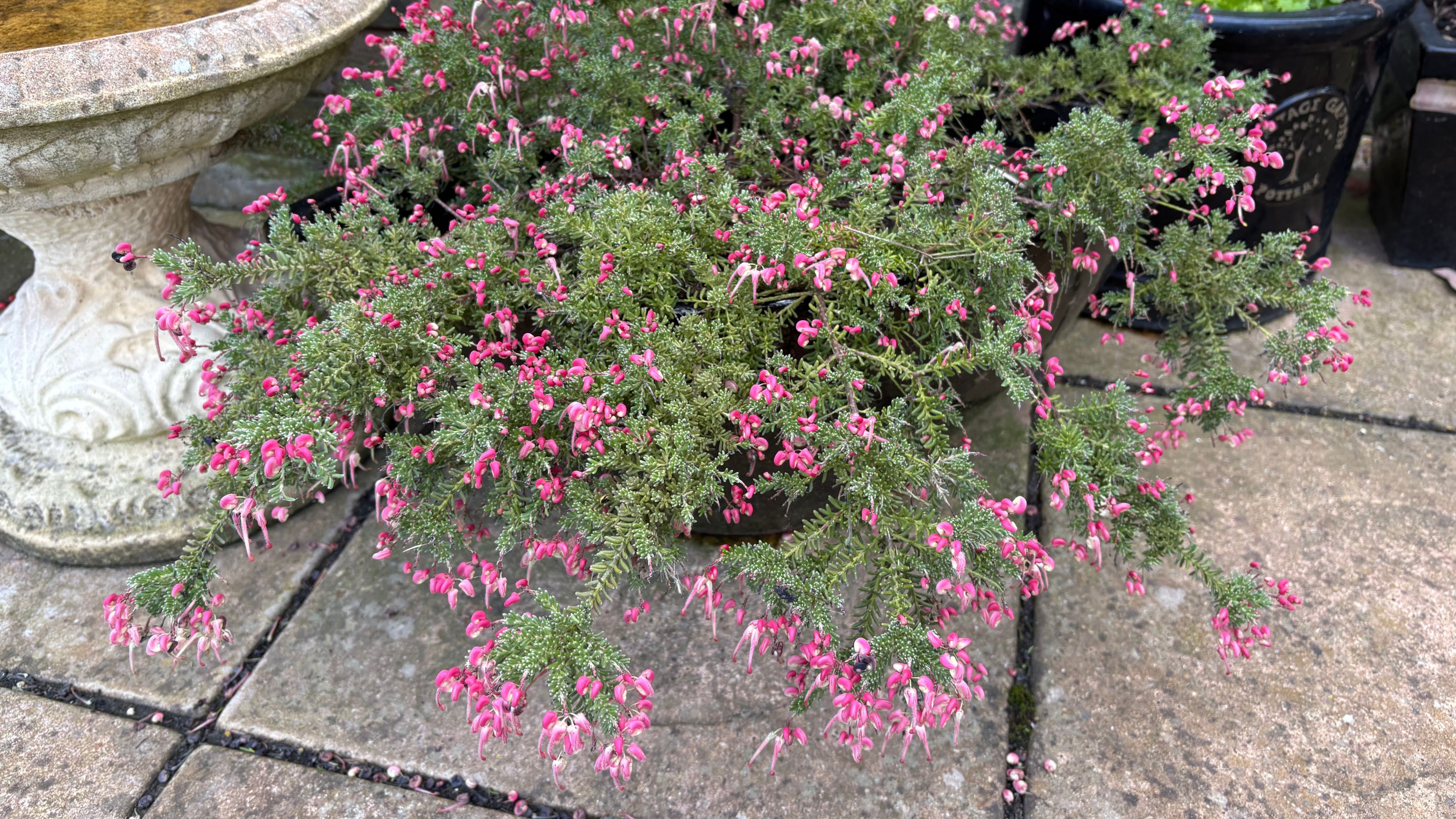 Flowering Grevillea 'Coastal Gem' growing in a pot on a patio in a garden