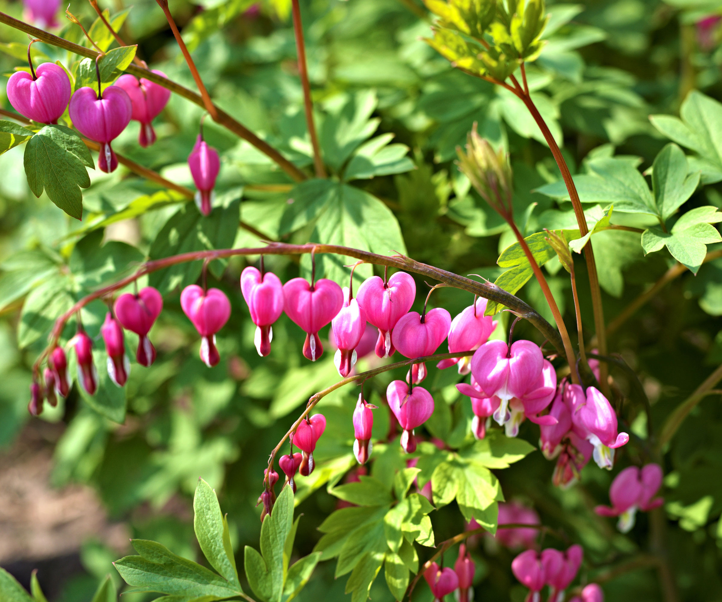 bleeding heart shrub with bright green leaves and emerging pink flowers