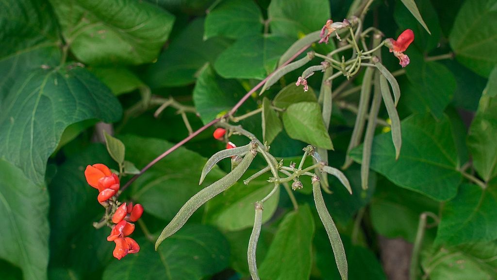 Scarlet runner beans on the vine