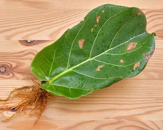 Rooted singular fiddle leaf fig leaf