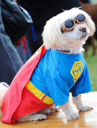 Superdog