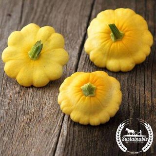 Squash Seeds - Scallop Yellow Bush - Organic