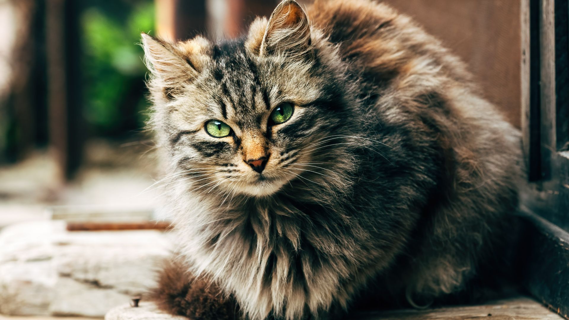 Ragamuffin cat sitting outside
