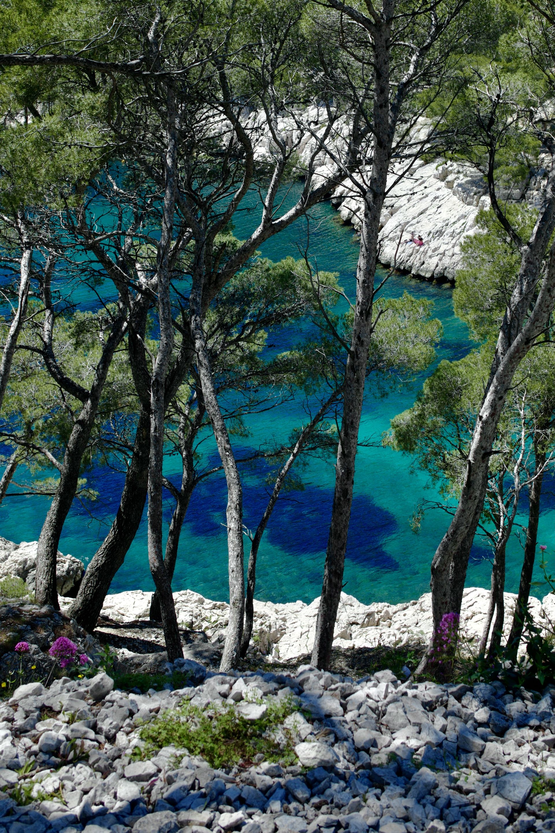 rocky coast, trees and sea