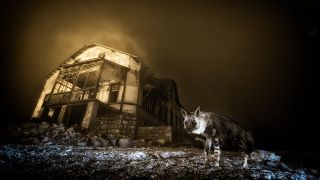 A brown hyena walks by a ruined building at night, illuminated by artificial light