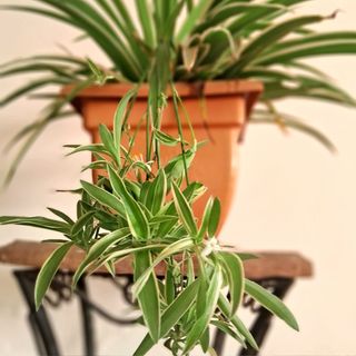 Potted Spider plant/plantlets/spiderettes/baby spider plant against white background