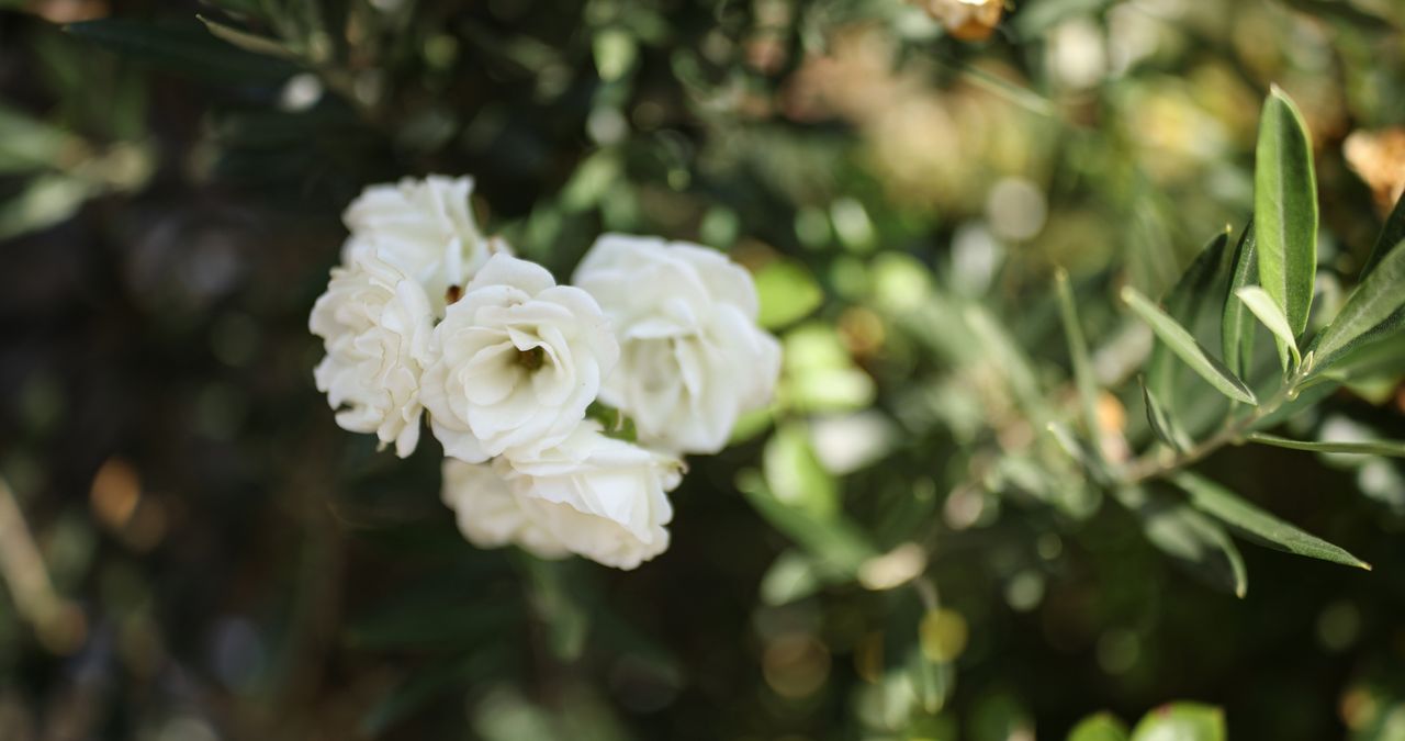 Irix Cine 30mm T1.5 samples