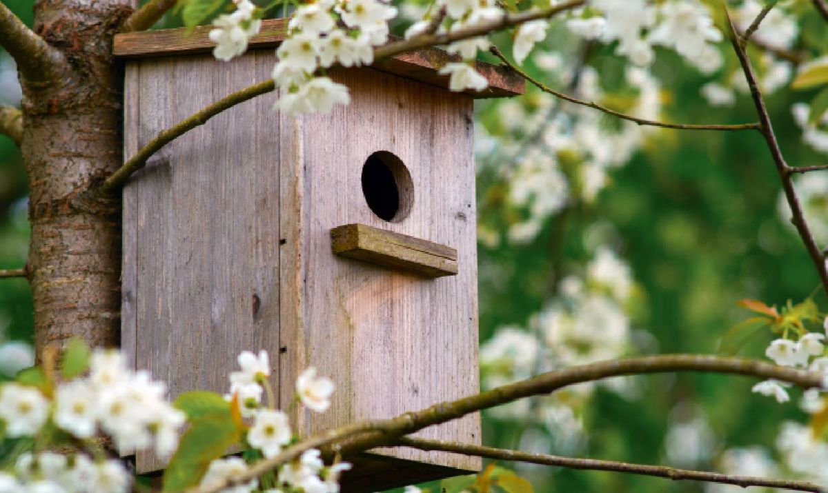Bird box