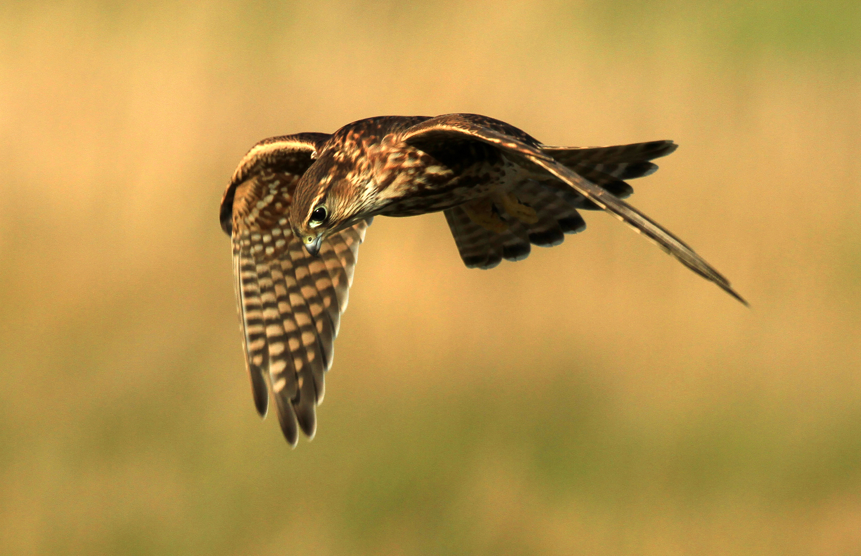 A merlin in flight