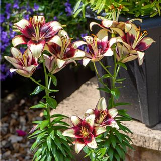 Lilium 'Black Spider' lilies growing in garden