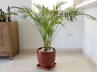 bamboo palm indoor plant in ceramic pot with decorative pebbles