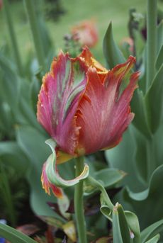 Parrot Tulip Flower