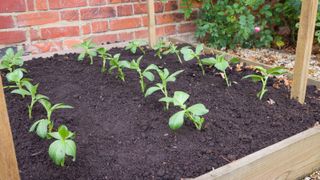 how to grow broad beans: raised bed of broad beans