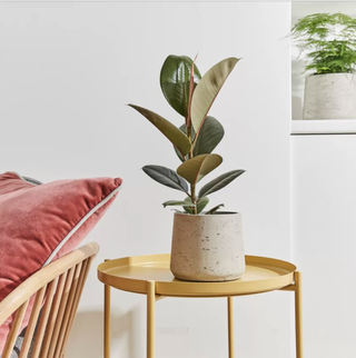 rubber plant in concrete style pot on glass table