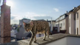 Savannah cat walking on balcony