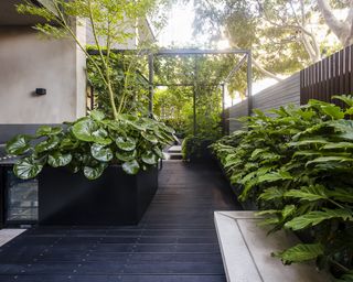 A contemporary terrace garden with evergreen shrubs
