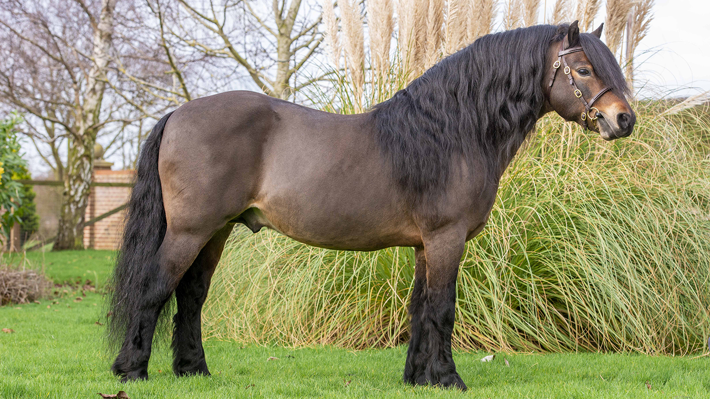 Shilstone Rocks North Westerly is a top Dartmoor who has won extensively in the show ring