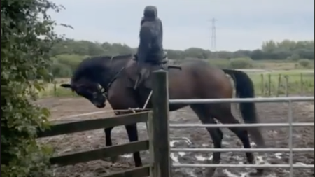 The horse with backing dummy and full tack, in a field