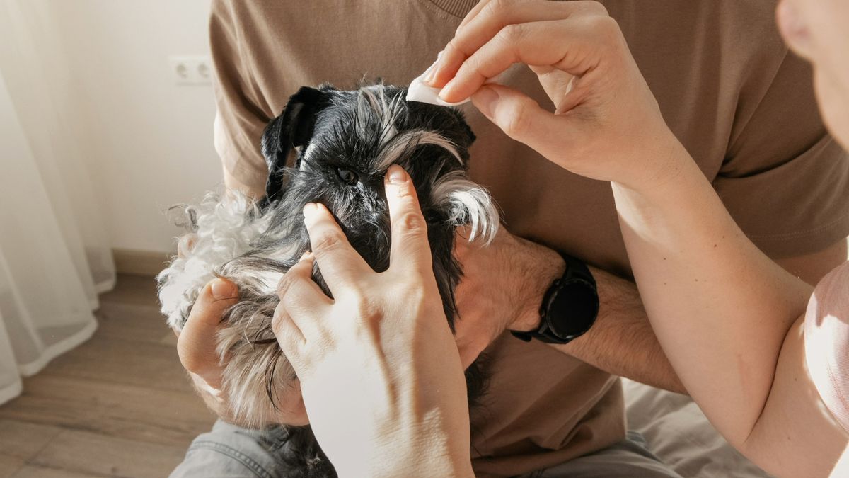 Seasonal allergies in dogs Symptoms and how to treat them PetsRadar