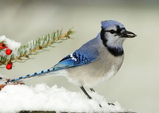 Winter scene with closeup of bluejay perched on snow covered rock