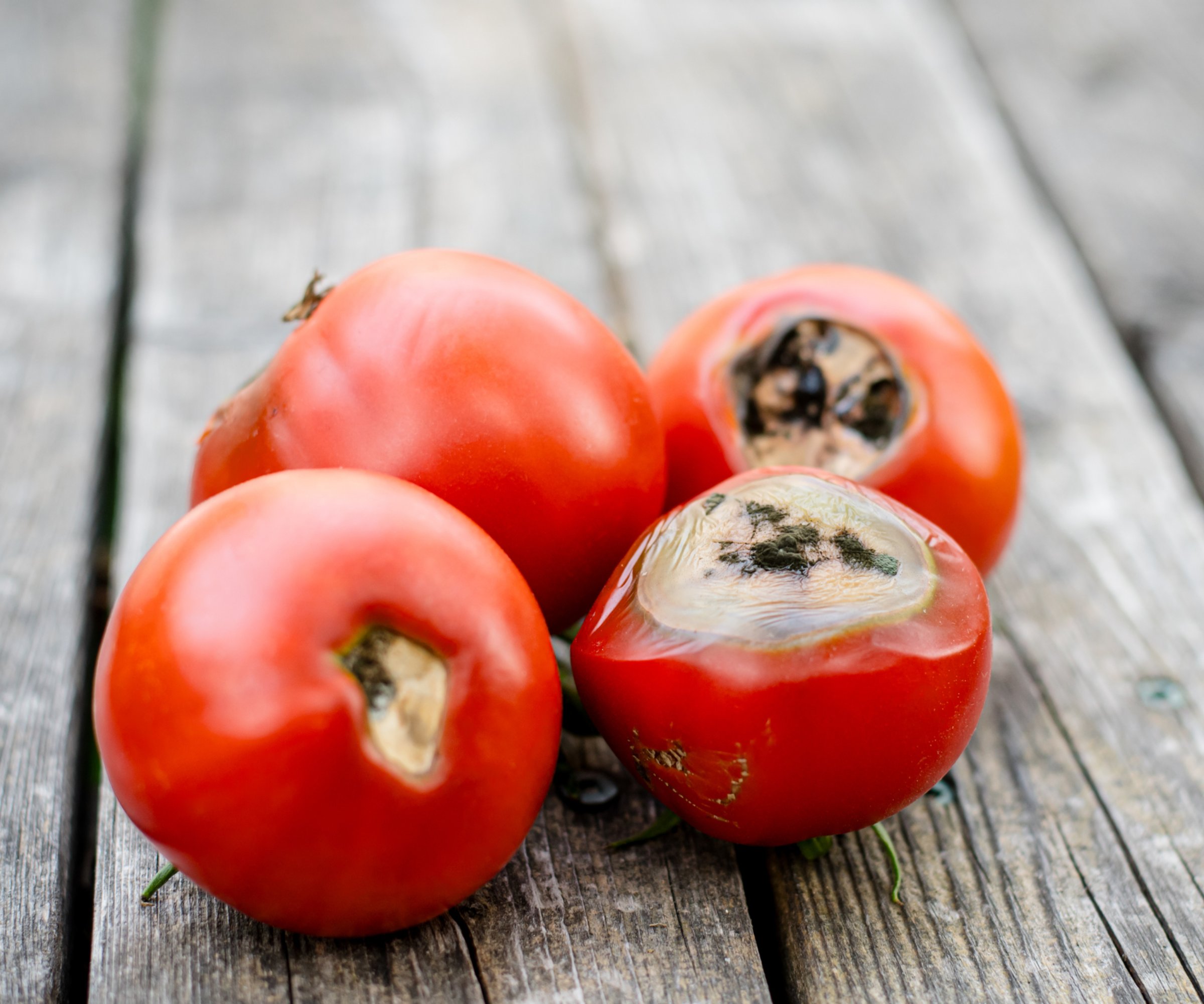 Four tomatoes with blossom end rot
