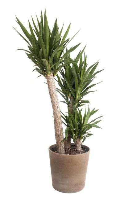 Large Potted Yucca Plant