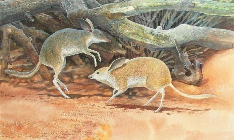 pigfooted bandicoot, pig-footed bandicoot