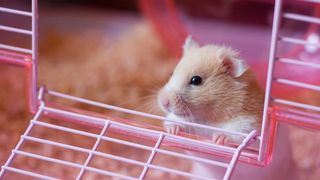 How to clean a hamster cage