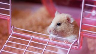 Hamster peering out the door of their cage