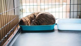 Cat sitting inside tray