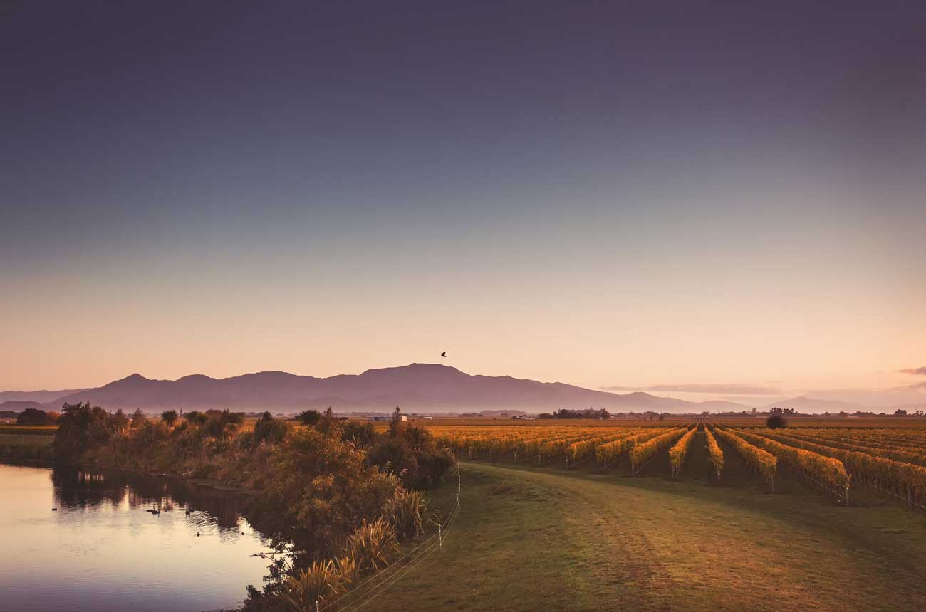 The Glover Family home vineyard