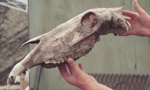 skull.jpg