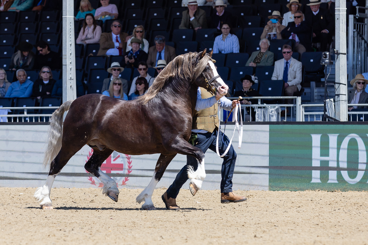 RWHS_H&amp;amp;H In Hand Supreme_-23