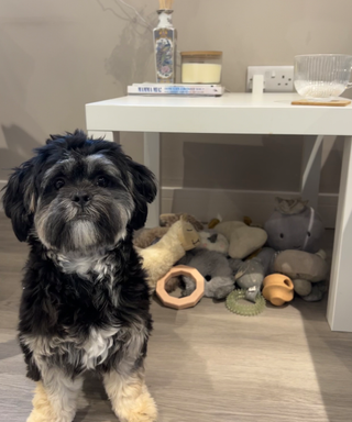 A puppy next to a side table with toys stored underneath