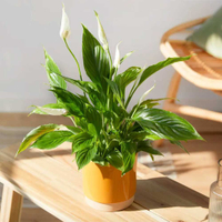 &nbsp;Peace Lily: £33 at Bloom &amp; Wild