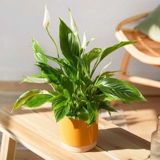 Peace Lily houseplant on a table