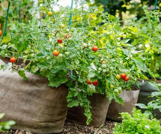 cherry tomato plants growing and ripening in large grow bags